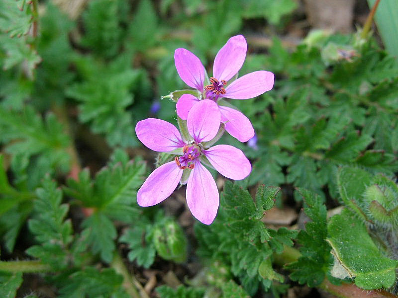 Erodium cicutarium / Becco di gr comune